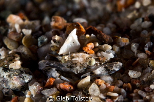 The sand crab by Gleb Tolstov 